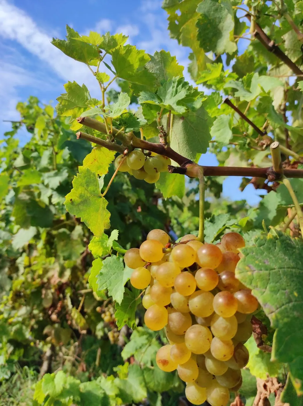 Vineyard grapes
