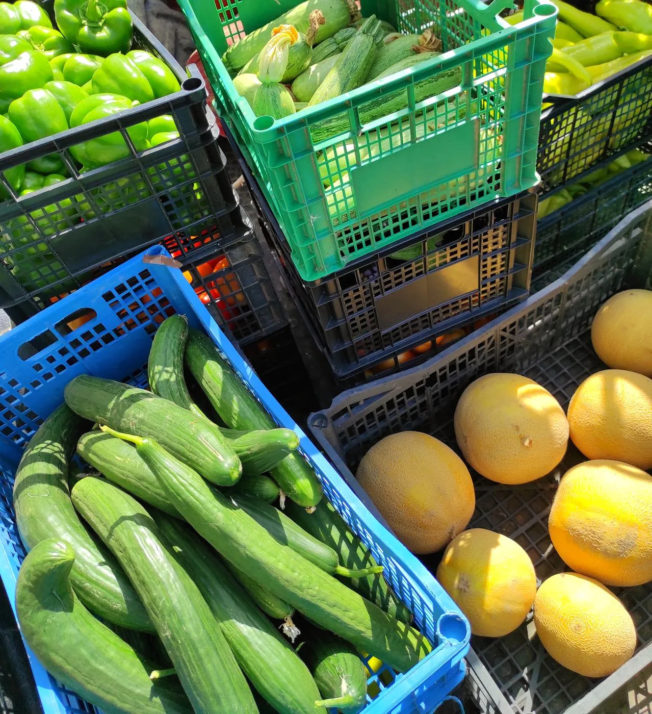 Fresh garden vegetables
