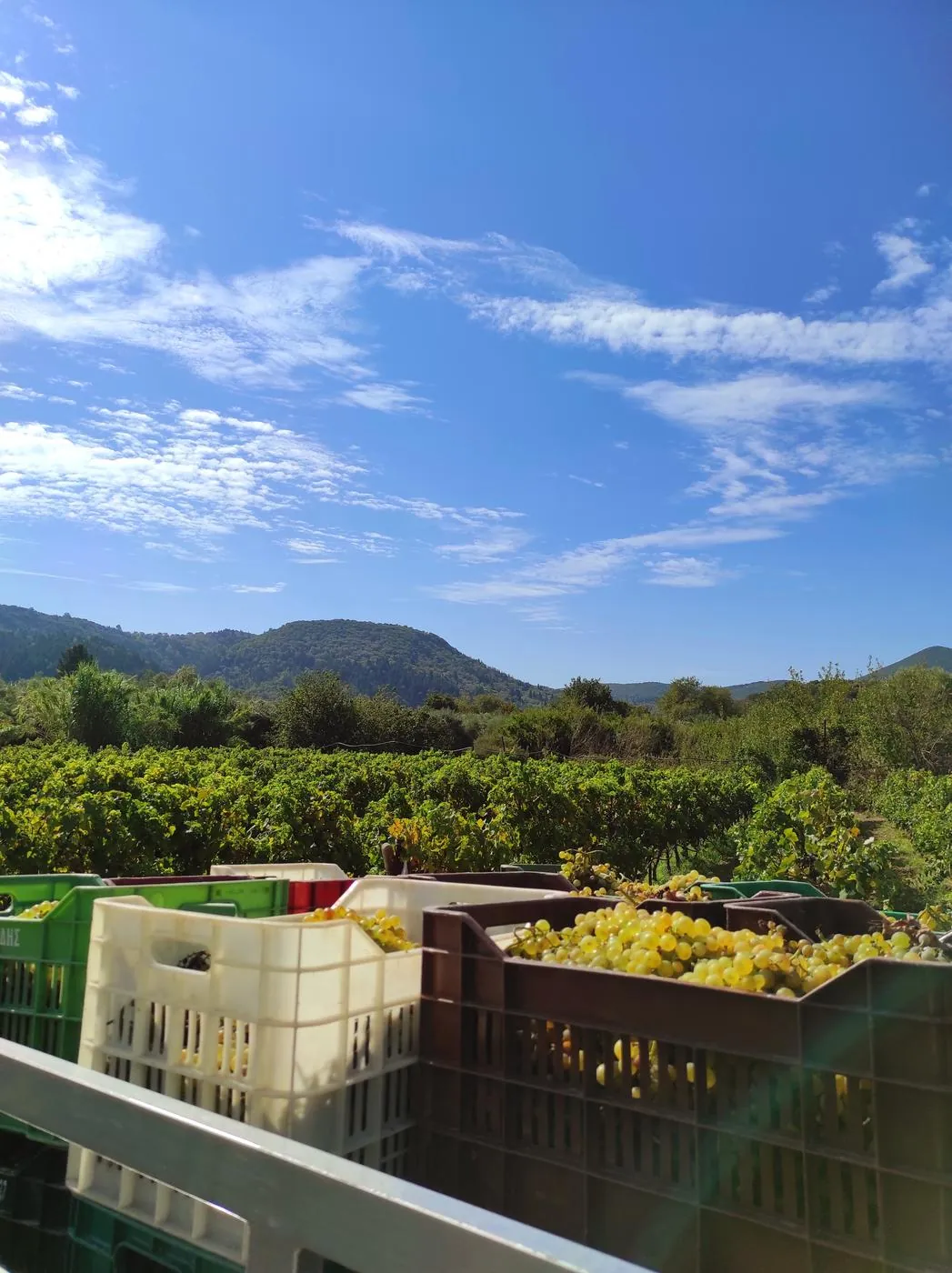 Grape harvest vineyard