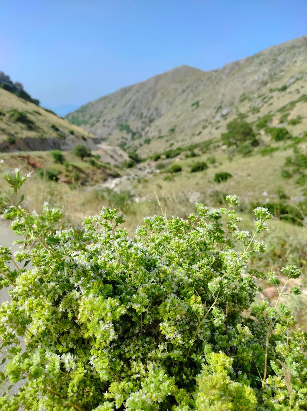 Wild herbs mountain view